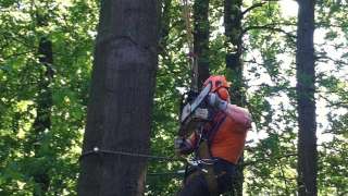 Boomstronk verwijderen boom rooien Merselo